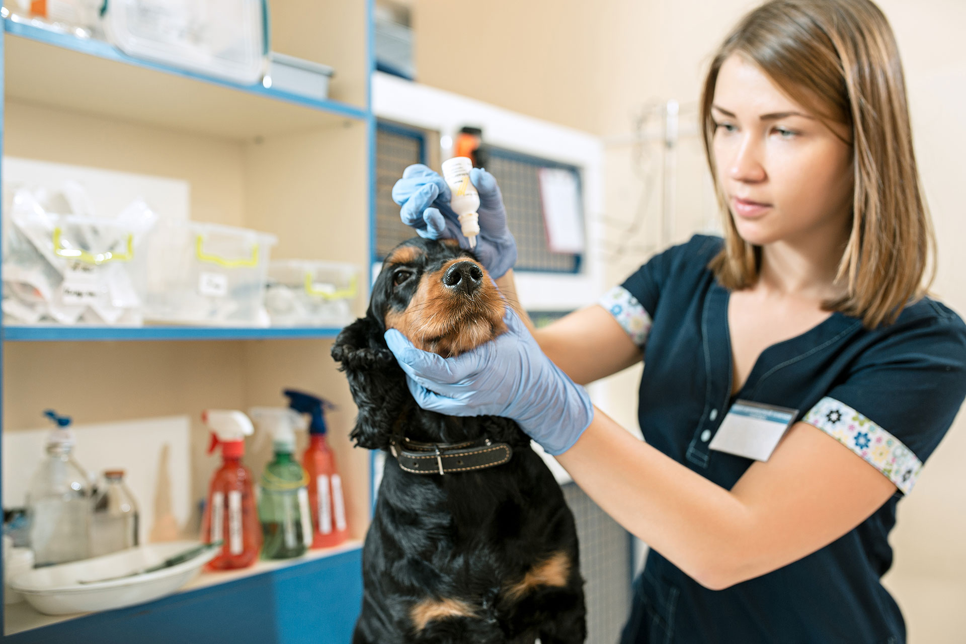 Shrubbery Veterinary Group - Veterinary Nurse giving medication to a dog