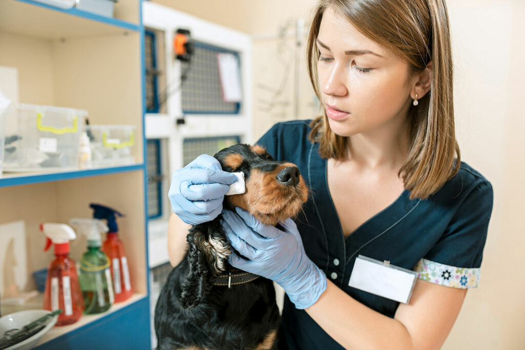 Veterinary nurse treating a dog